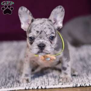 Allie, French Bulldog Puppy